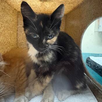 Paprika -  Domestic Short Hair Cat for Adoption in Pasadena, California - Paprika | PetCurious