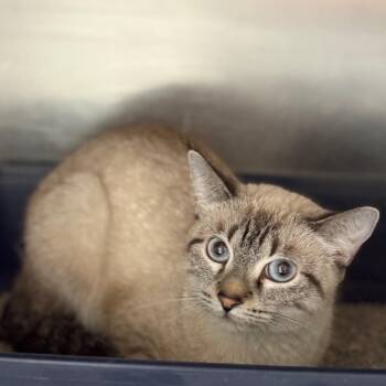 Amethyst -  Domestic Short Hair and Siamese Cat for Adoption in San Antonio, Texas - Amethyst | PetCurious
