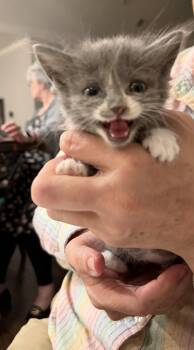 Greta (Available for pre-adoption) -  Domestic Long Hair Cat for Adoption in Camden, South Carolina - Greta (Available For Pre-adoption) | PetCurious