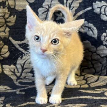Rescue Domestic Short Hair Cats for Adoption in Mt. Juliet, Tennessee - Sushi | PetCurious