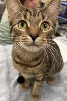 Damien -  Domestic Short Hair Cat for Adoption in Fishers, Indiana - Damien | PetCurious