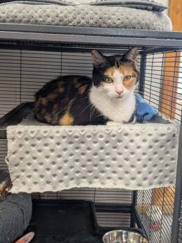Rescue Domestic Short Hair Cats for Adoption in Papillion, Nebraska - Shawnda | PetCurious