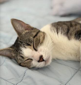 Carmela -  Domestic Short Hair Cat for Adoption in Bayonne, New Jersey - Carmela | PetCurious