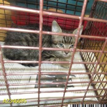 Clover -  Domestic Short Hair Cat for Adoption in West Palm Beach, Florida - Clover | PetCurious