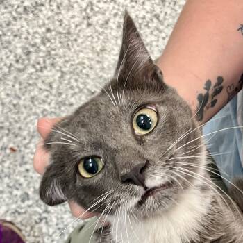 Rescue Domestic Short Hair Cats for Adoption in Port Charlotte, Florida - Dewgong | PetCurious