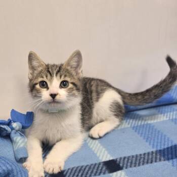 Elka -  Domestic Short Hair Cat for Adoption in Fort Wayne, Indiana - Elka | PetCurious