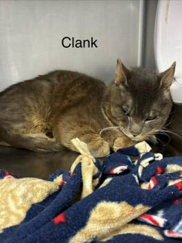 Domestic Short Hair Cats Available for Adoption - Clank | PetCurious