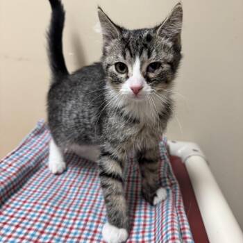 Rescue Domestic Short Hair Cats for Adoption in Logan, Ohio - Sterling | PetCurious