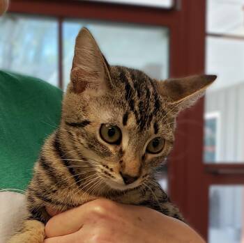 Domestic Short Hair Cats Available for Adoption - Willow | PetCurious