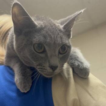 Domestic Short Hair Cats Available for Adoption - Alex | PetCurious