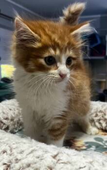 Rescue Domestic Long Hair Cats for Adoption in South Bend, Indiana - Hey Jude * IN FOSTER * | PetCurious