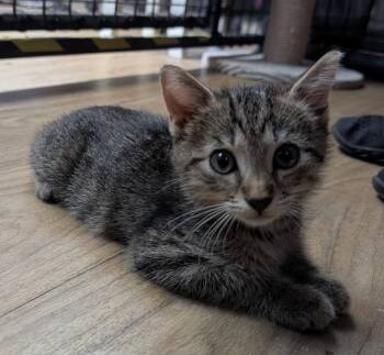 Oak 7.20.26 (med waiver) -  Domestic Short Hair Cat for Adoption in Apopka, Florida - Oak 7.20.26 (med Waiver) | PetCurious