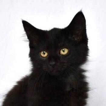 Krispy -  Domestic Long Hair Cat for Adoption in Johnson City, Tennessee - Krispy | PetCurious