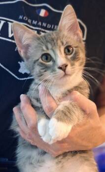 Merlin -  Domestic Short Hair Cat for Adoption in Ballwin, Missouri - Merlin | PetCurious