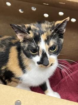 Rescue Domestic Short Hair Cats for Adoption in West Chester, Pennsylvania - Dolly | PetCurious