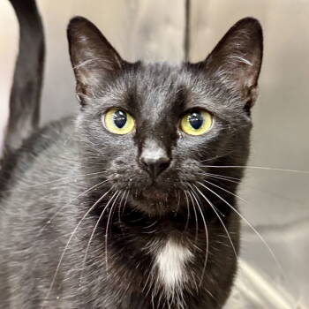 Rescue Domestic Short Hair Cats for Adoption in Winchendon, Massachusetts - Moon | PetCurious