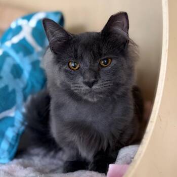 Walker -  Domestic Medium Hair Cat for Adoption in Aldie, Virginia - Walker | PetCurious