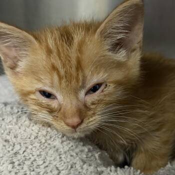 Dorito -  Domestic Short Hair Cat for Adoption in Marion, Virginia - Dorito | PetCurious