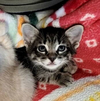 Rescue Domestic Short Hair and Tabby Cats for Adoption in Rosenberg, Texas - Buckeye | PetCurious