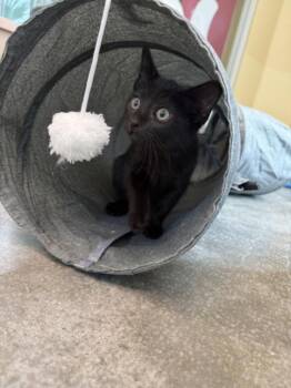 MARLIN -  Domestic Short Hair Cat for Adoption in Texas City, Texas - MARLIN | PetCurious