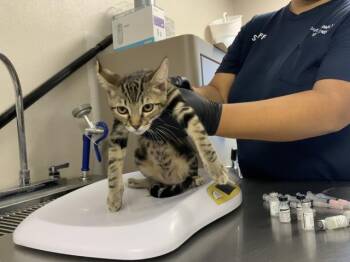 A254493 -  Domestic Short Hair Cat for Adoption in Visalia, California - A254493 | PetCurious