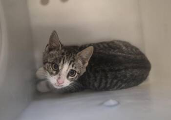 Vogue -  Domestic Short Hair Cat Available for Adoption - Vogue | PetCurious
