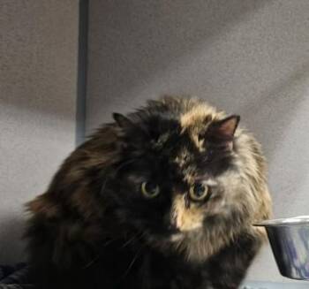 Domestic Long Hair Cats Available for Adoption - Mykie | PetCurious