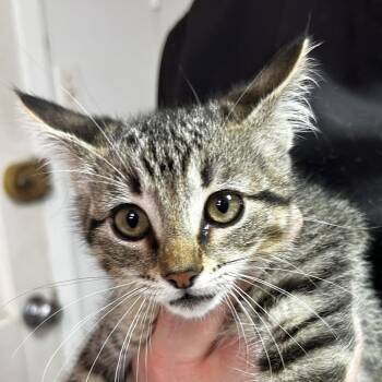 Domestic Short Hair Cats Available for Adoption in Leander, Texas - Alexis | PetCurious