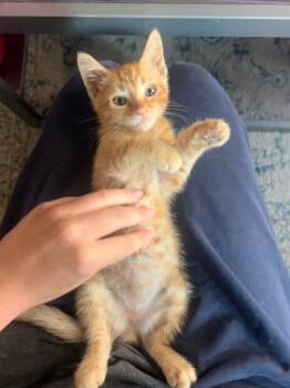 Crisp Bread -  Domestic Short Hair and Tabby Cat for Adoption in San Diego, California - Crisp Bread | PetCurious