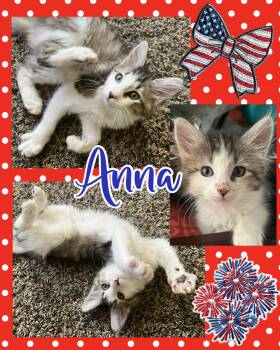 Anna -  Tabby Cat for Adoption in Pasco, Washington - Anna | PetCurious