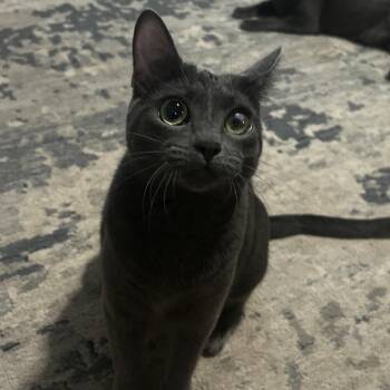 Russian Blue Cats Available for Adoption in Seneca, South Carolina - Cardi | PetCurious