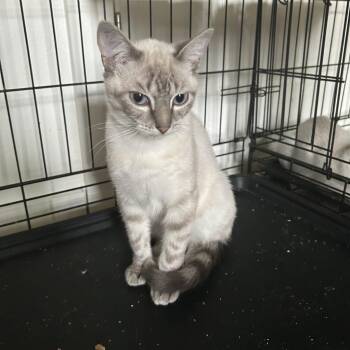 Domestic Short Hair Cats Available for Adoption in Springdale, Arkansas - Frankie | PetCurious