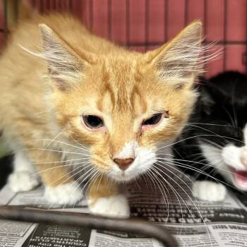 Electric Bill -  Domestic Short Hair Cat for Adoption in Newport, North Carolina - Electric Bill | PetCurious
