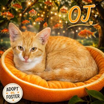 OJ: Foster Request (FCID# 08/17/2026 - 94 Trainer) -  Tabby Cat for Adoption in Greenville, Delaware - OJ: Foster Request (FCID# 08/17/2026 - 94 Trainer) | PetCurious