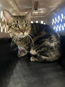 Domestic Short Hair Cats Available for Adoption in Ontario, California - Violet | PetCurious