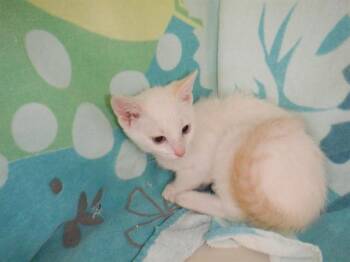 TIBERIUS -  Domestic Short Hair Cat for Adoption in San Jose, California - TIBERIUS | PetCurious