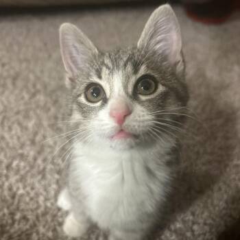 Rescue Tabby and Russian Blue Cats for Adoption in UNIVERSITY PA, Maryland - Indy | PetCurious