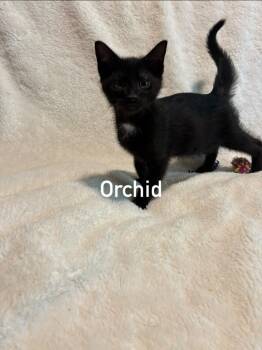 Orchid -  Domestic Short Hair Cat for Adoption in Morehead, Kentucky - Orchid | PetCurious