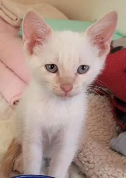 Blizzard -  Domestic Short Hair Cat for Adoption in River Ridge, Louisiana - Blizzard | PetCurious