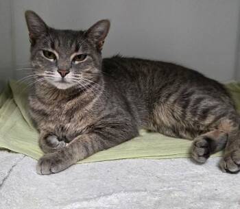 CHOUCHOUNE -  Domestic Short Hair Cat for Adoption in Delson, Quebec - CHOUCHOUNE | PetCurious
