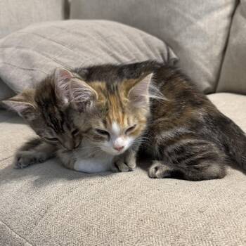 Kelly & Michelle (Bonded Pair) -  Domestic Long Hair Cat for Adoption in Chattanooga, Tennessee - Kelly & Michelle (Bonded Pair) | PetCurious