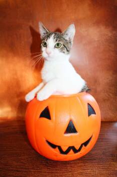Tippy -  Tabby and Siamese Cat for Adoption in Lee