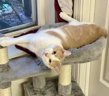 Mustard -  Domestic Short Hair Cat for Adoption in Chicago, Illinois - Mustard | PetCurious