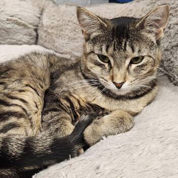 Tibby -  American Shorthair Cat for Adoption in Highland Park, New Jersey - Tibby | PetCurious