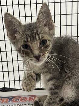 Rescue Domestic Short Hair Cats for Adoption in Fort Lauderdale, Florida - A2449052 | PetCurious
