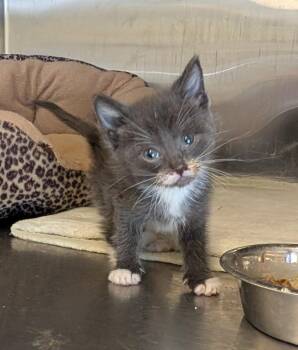 Step -  Domestic Short Hair Cat for Adoption in Havre, Montana - Step | PetCurious