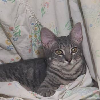 Dimples -  Domestic Short Hair Cat for Adoption in Jupiter, Florida - Dimples | PetCurious