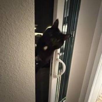 Domestic Short Hair Cats Available for Adoption in Glenwood Springs, Colorado - Caba | PetCurious