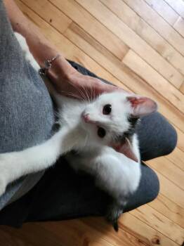 Jet Og. -  Domestic Short Hair Cat for Adoption in West Peoria, Illinois - Jet Og. | PetCurious