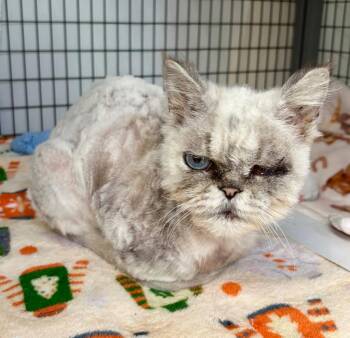 Long John Silver -  Persian Cat for Adoption in Grants Pass, Oregon - Long John Silver | PetCurious